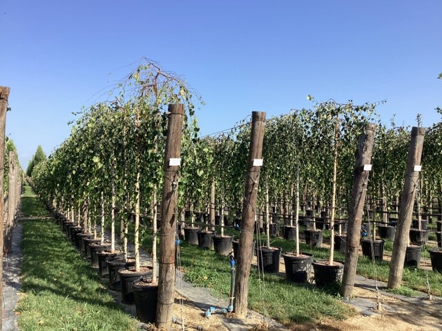  Prieelberk (Betula Pendula 'Youngii')