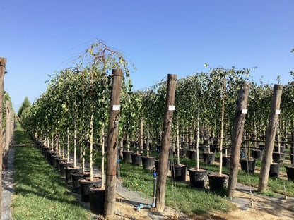  Prieelberk (Betula Pendula 'Youngii')