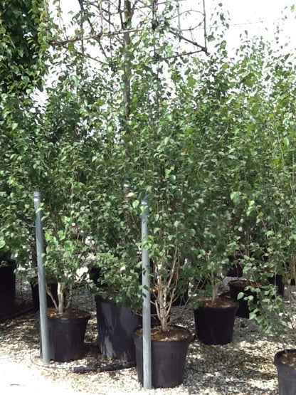  Meerstammige Witte Berk (Betula Utilis 'Doorenbos')
