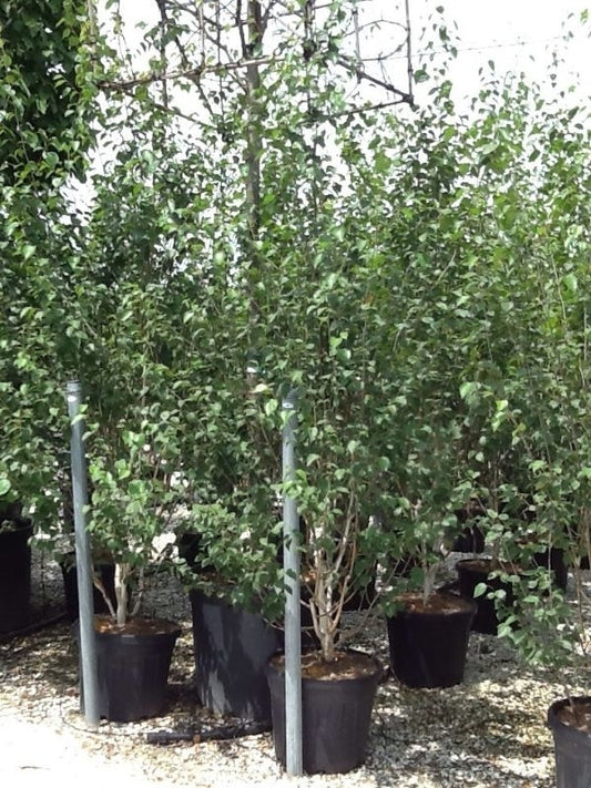  Meerstammige Witte Berk (Betula Utilis 'Doorenbos')