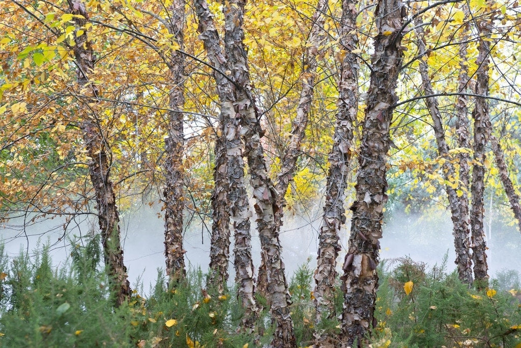  Zwarte Berk (Betula Nigra)