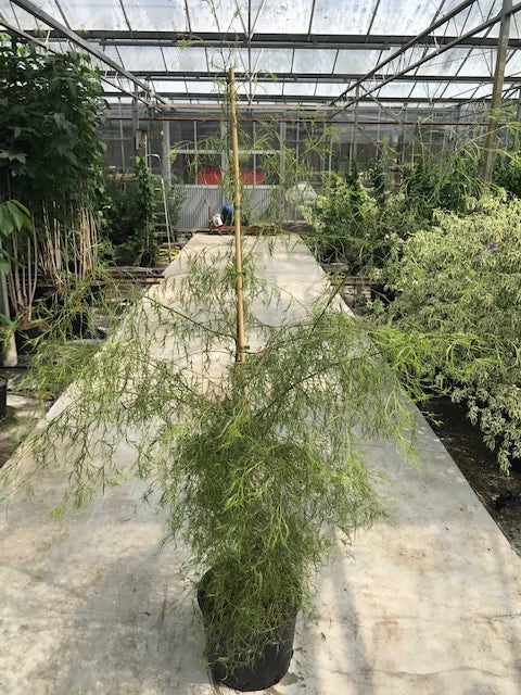  Berk (Betula Pendula 'Karaca') 