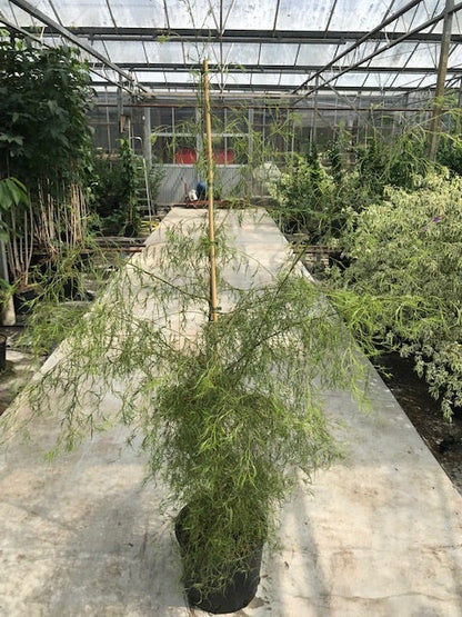  Berk (Betula Pendula 'Karaca') 