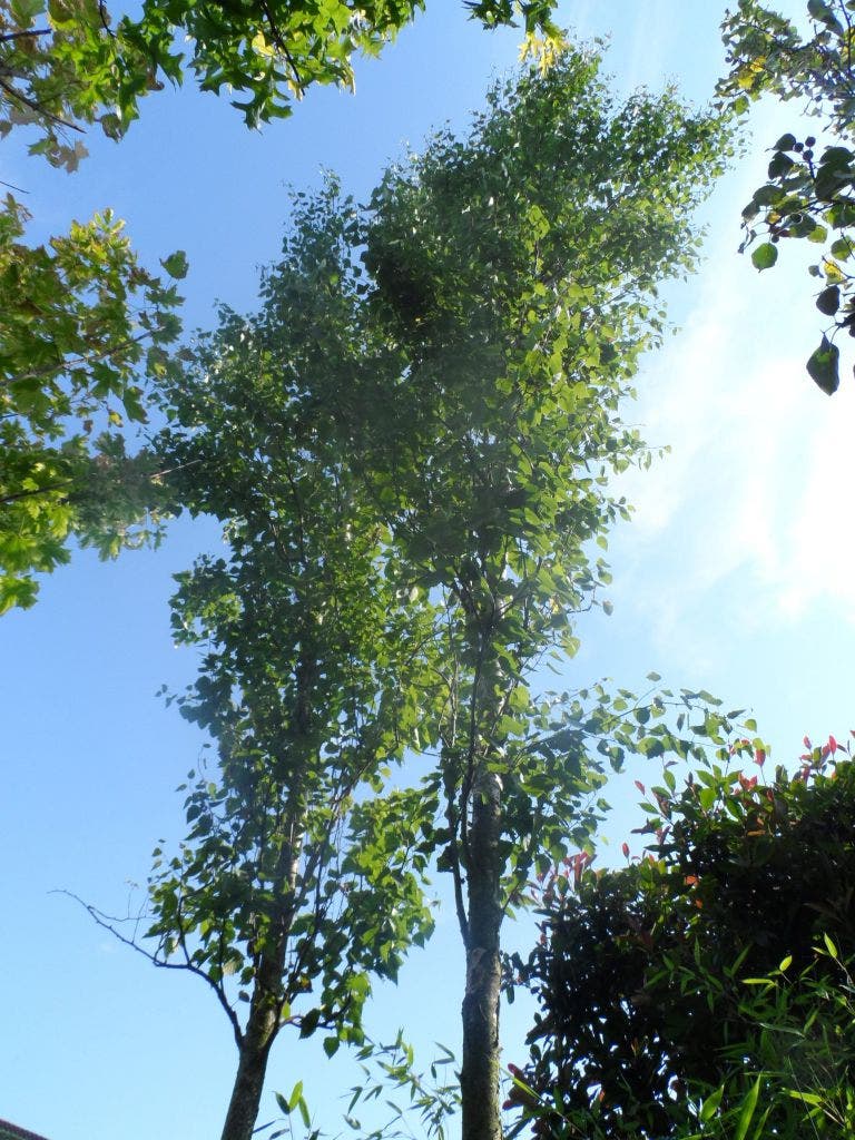  Zuilberk (Betula Pendula 'Fastigiata')