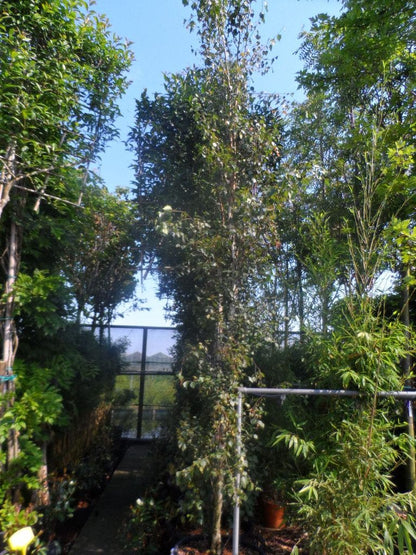  Zuilberk (Betula Pendula 'Fastigiata')