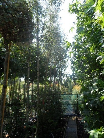  Berk (Betula Pendula 'Laciniata')