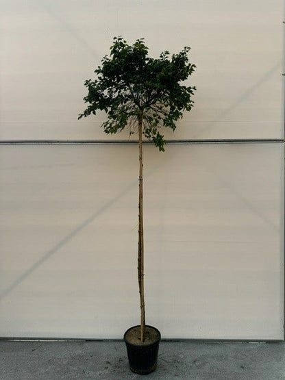 Berk (Betula Pendula 'Magical Globe')