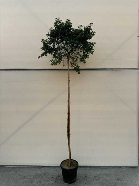  Berk (Betula Pendula 'Magical Globe')