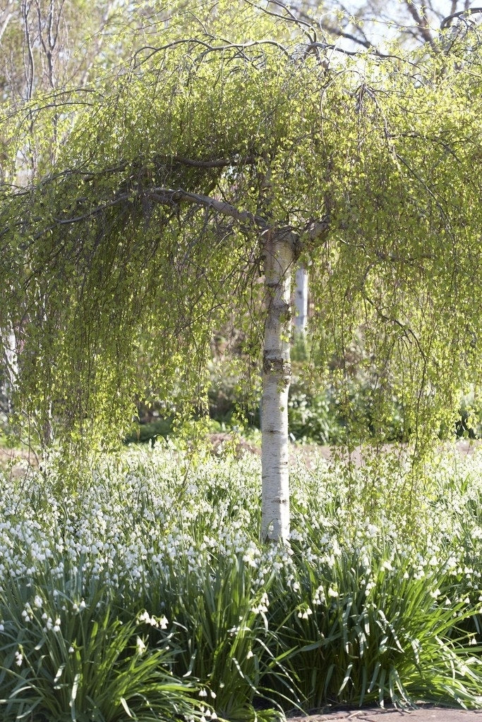  Treurberk (Betula Pendula 'Tristis')