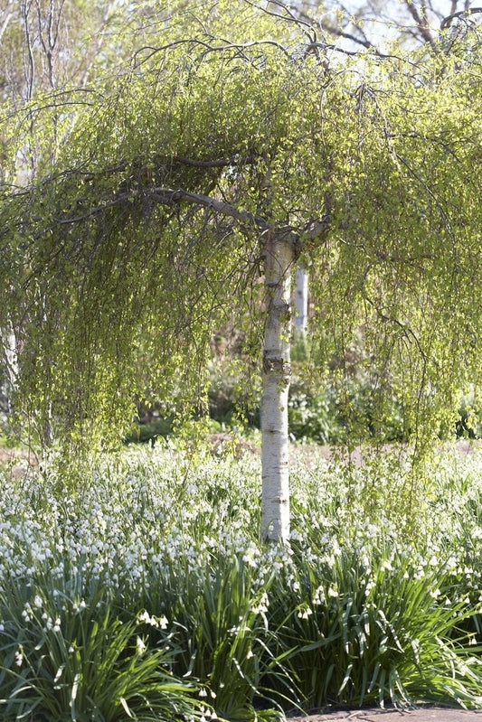  Treurberk (Betula Pendula 'Tristis')