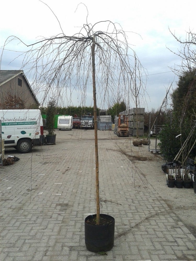  Prieelberk (Betula Pendula 'Youngii')