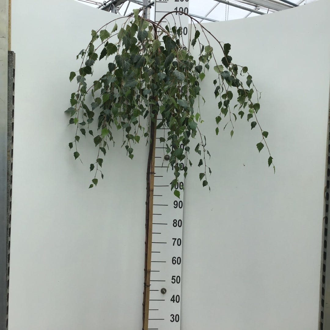  Prieelberk Op Stam (Betula Pendula 'Youngii')