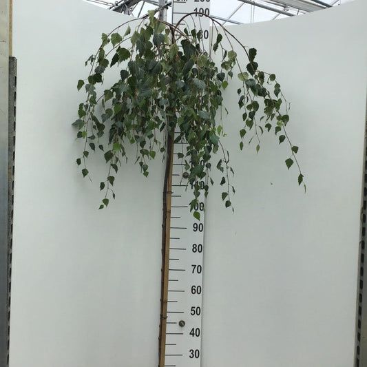  Prieelberk Op Stam (Betula Pendula 'Youngii')