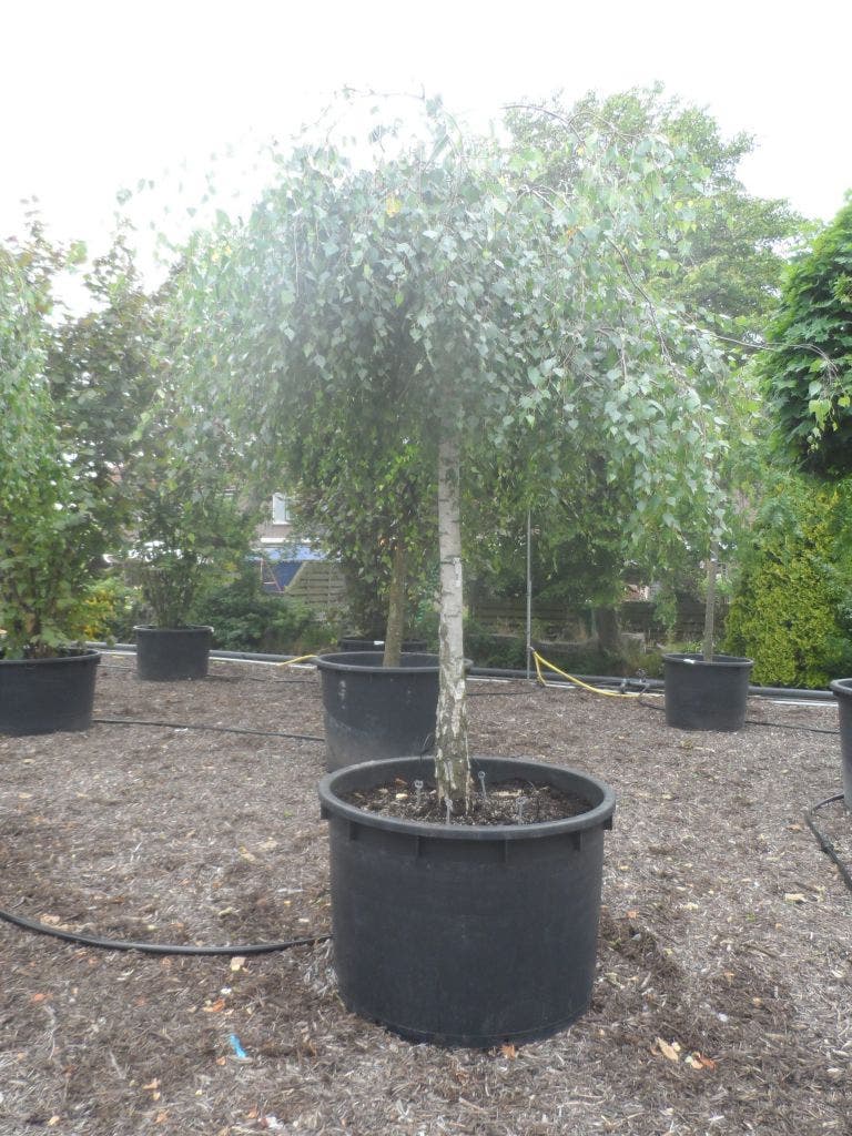  Prieelberk (Betula Pendula 'Youngii')