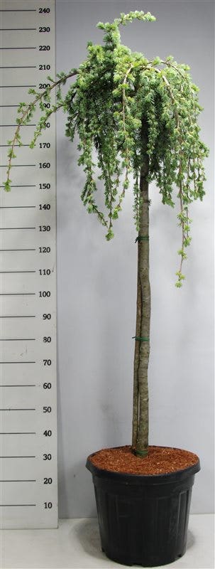  Treurceder Op Stam (Cedrus Libani 'Glauca Pendula')