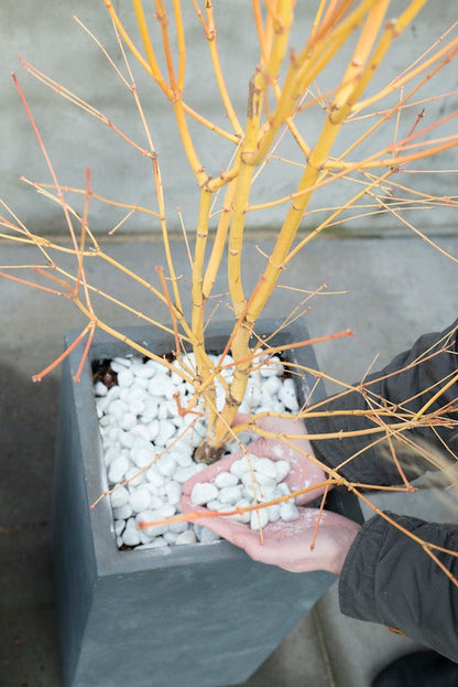  Japanse Esdoorn (Acer Palmatum 'Bi Hoo')