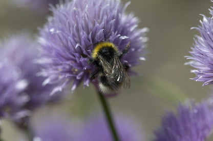  Bieslook (Allium Schoenoprasum)
