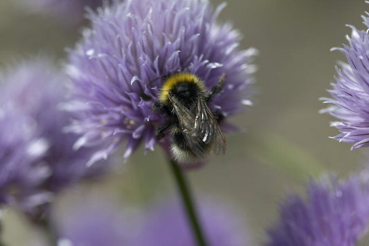  Bieslook (Allium Schoenoprasum)