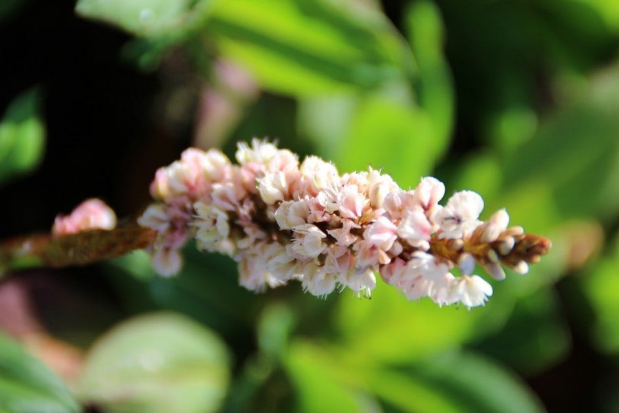  Duizendknoop (Persicaria Affinis 'Kabouter')