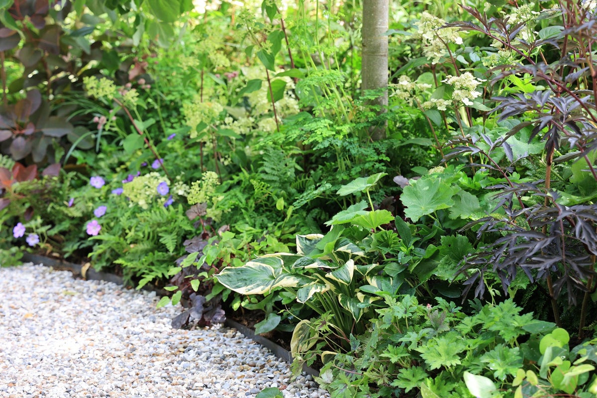  Borderpakket Bladplantenborder Half Schaduw Per 2,5 M²