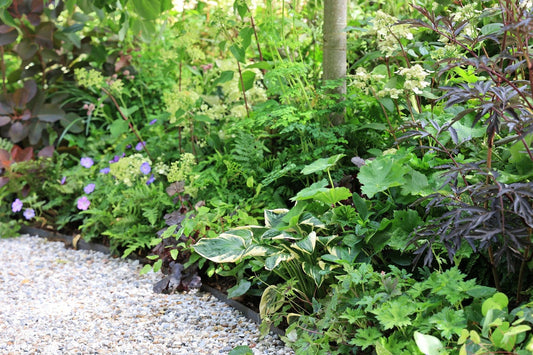  Borderpakket Bladplantenborder Half Schaduw Per 2,5 M²