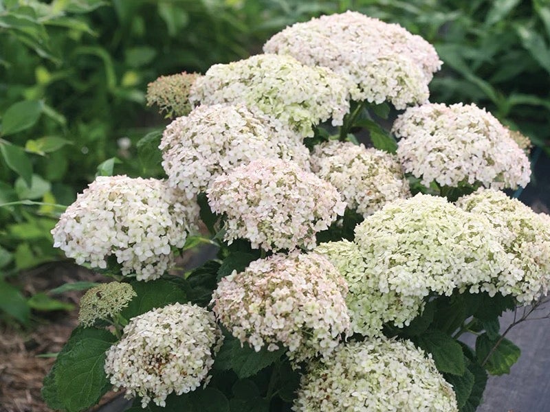 Hortensia (Hydrangea 'BellaRagazza Blanchetta')