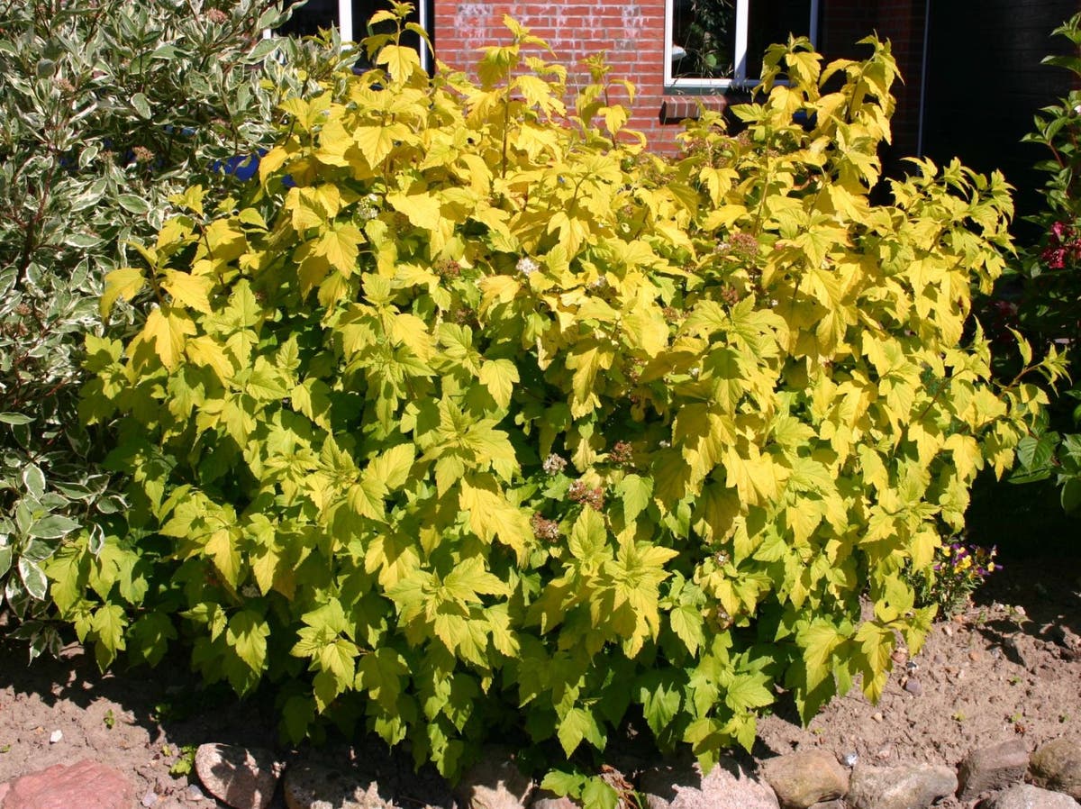  Blaasspirea (Physocarpus Opulifolius 'Dart's Gold')