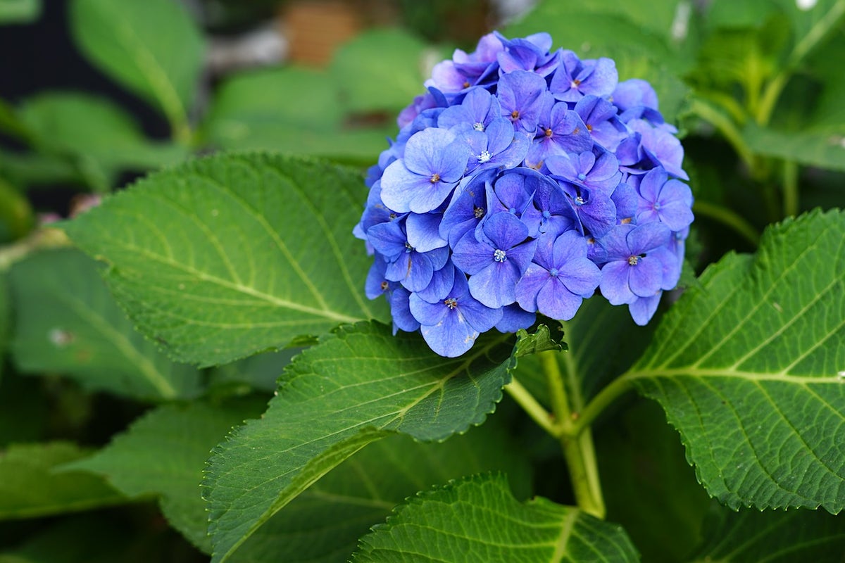  Hortensia (Hydrangea Macrophylla 'Nikko Blue')