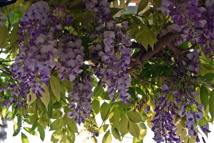  Blauwe Regen (Wisteria Sinensis 'Prolific')