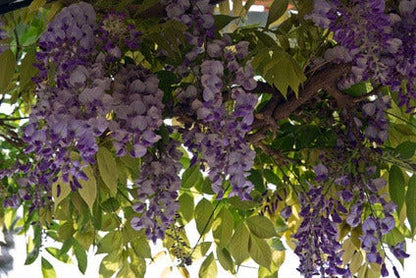  Blauwe Regen (Wisteria Sinensis 'Prolific')