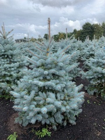  Blauwspar (Picea Pungens 'Blue Diamond')