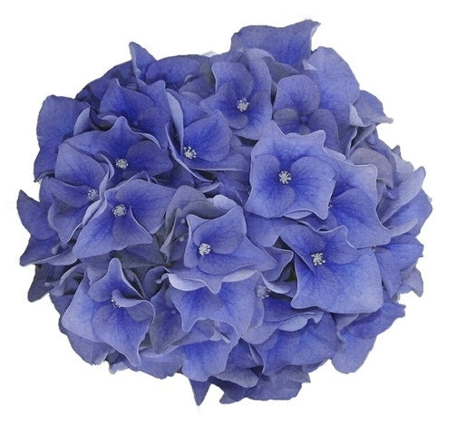  Hortensia Blue Ballad (Hydrangea 'Music Collection')