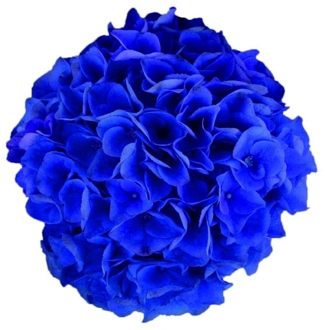  Hortensia Blue Boogiewoogie (Hydrangea 'Music Collection')