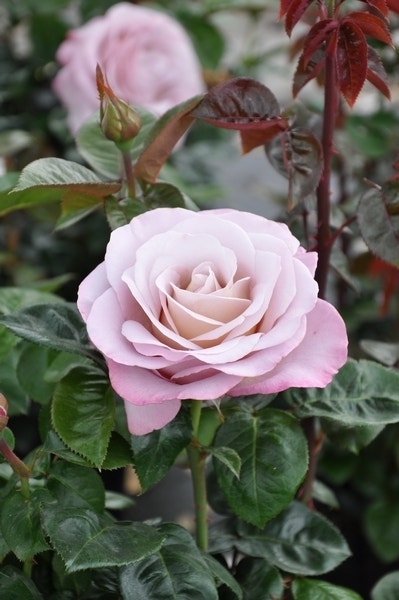  Grootbloemige Roos (Rosa 'Blue Girl')