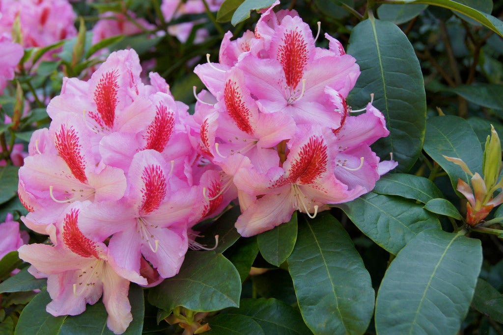  Rhododendron (Rhododendron 'Furnivall's Daughter')