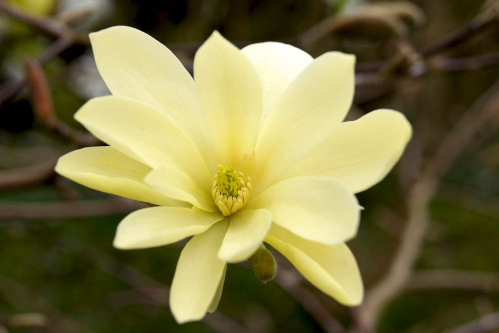  Beverboom (Magnolia 'Gold Star')