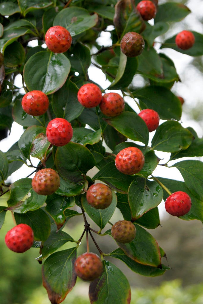  Japanse Kornoelje (Cornus Kousa 'Weisse Fontaine')