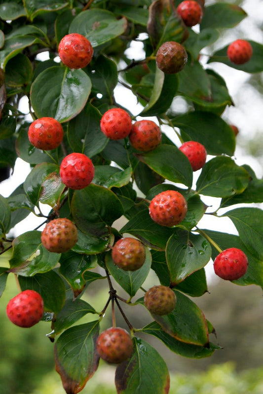  Japanse Kornoelje (Cornus Kousa 'Weisse Fontaine')