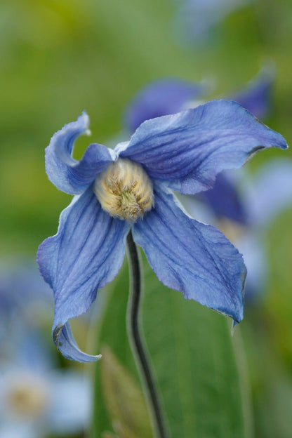  Bodembedekkende Bosrank (Clematis Integrifolia)