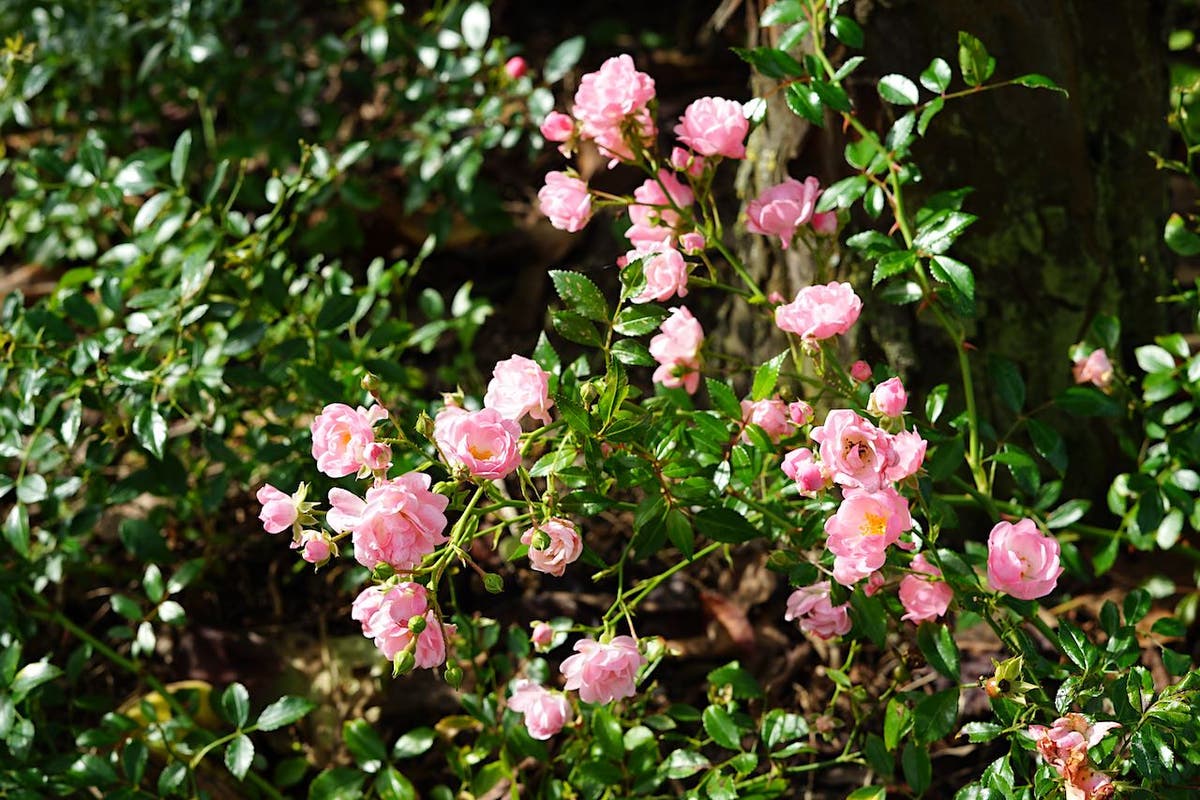  Bodembedekkende Roos (Rosa 'The Fairy')
