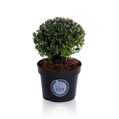  Japanse Hulst In Bolvorm (Ilex Crenata 'Dark Green')