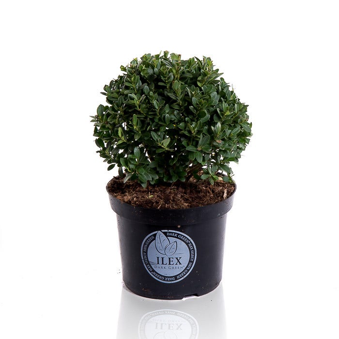  Japanse Hulst In Bolvorm (Ilex Crenata 'Dark Green')