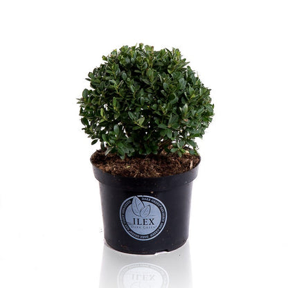  Japanse Hulst In Bolvorm (Ilex Crenata 'Dark Green')