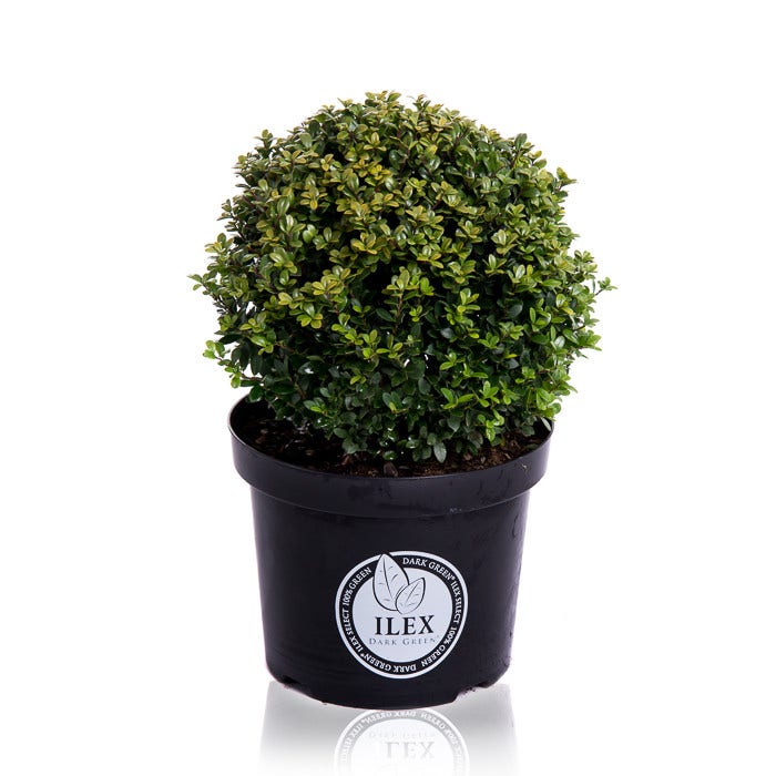  Japanse Hulst In Bolvorm (Ilex Crenata 'Dark Green')