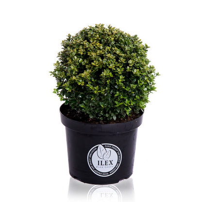  Japanse Hulst In Bolvorm (Ilex Crenata 'Dark Green')