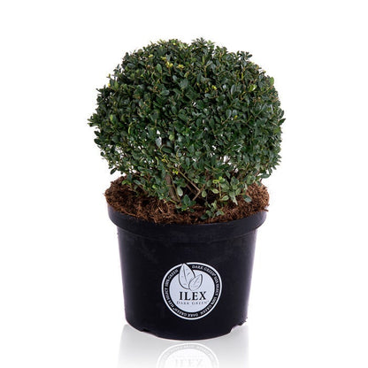  Japanse Hulst In Bolvorm (Ilex Crenata 'Dark Green')