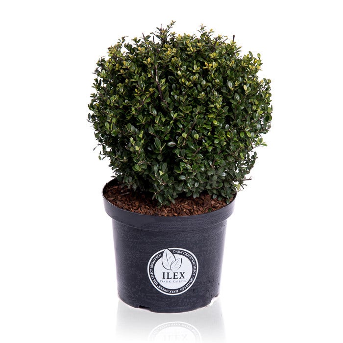  Japanse Hulst In Bolvorm (Ilex Crenata 'Dark Green')