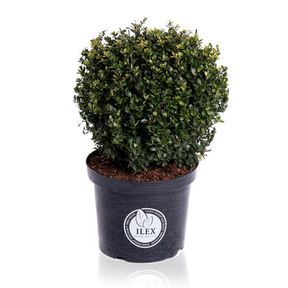 Japanse Hulst In Bolvorm (Ilex Crenata 'Dark Green')