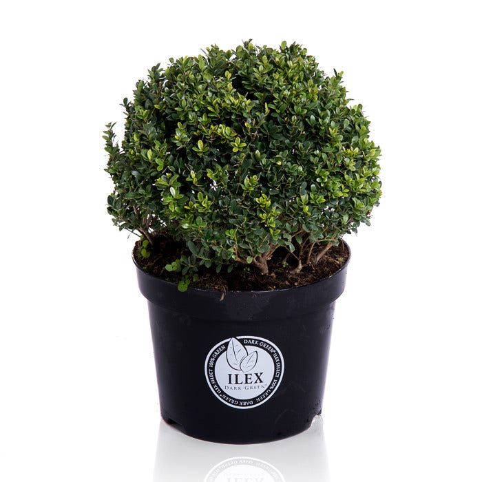  Japanse Hulst In Bolvorm (Ilex Crenata 'Dark Green')
