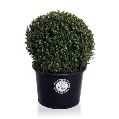  Japanse Hulst In Bolvorm (Ilex Crenata 'Dark Green')
